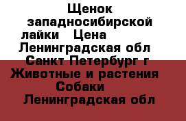 Щенок западносибирской лайки › Цена ­ 15 000 - Ленинградская обл., Санкт-Петербург г. Животные и растения » Собаки   . Ленинградская обл.